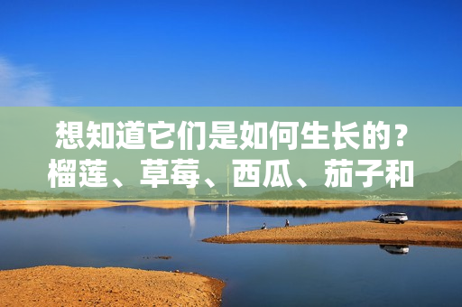 想知道它们是如何生长的？榴莲、草莓、西瓜、茄子和黄瓜的生长过程揭秘